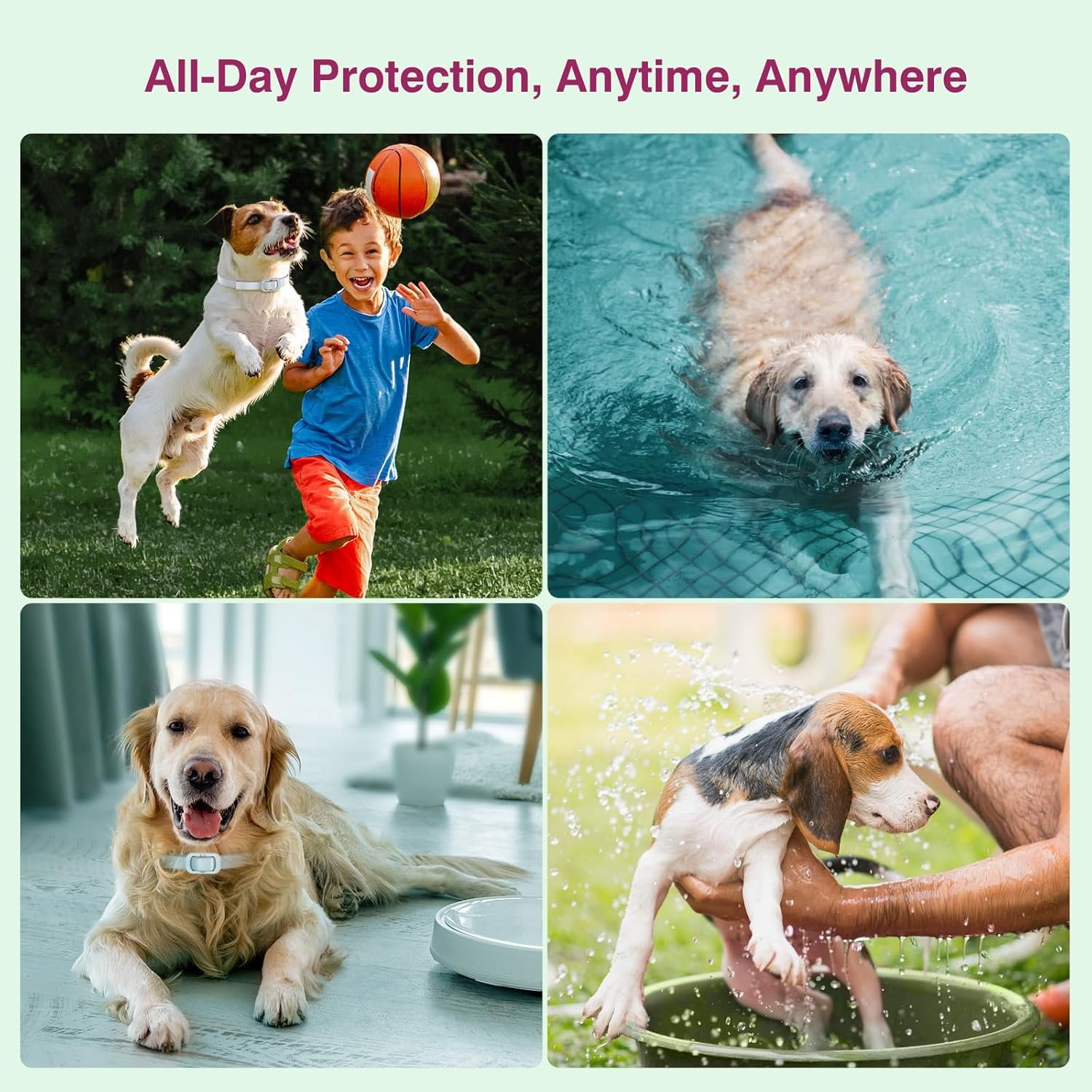 Natural Flea and Tick Collar for Dogs - 4 Pack, 8 Months Long-Lasting Protection, Waterproof, Adjustable Size for Small Medium and Large Dog - Image 4